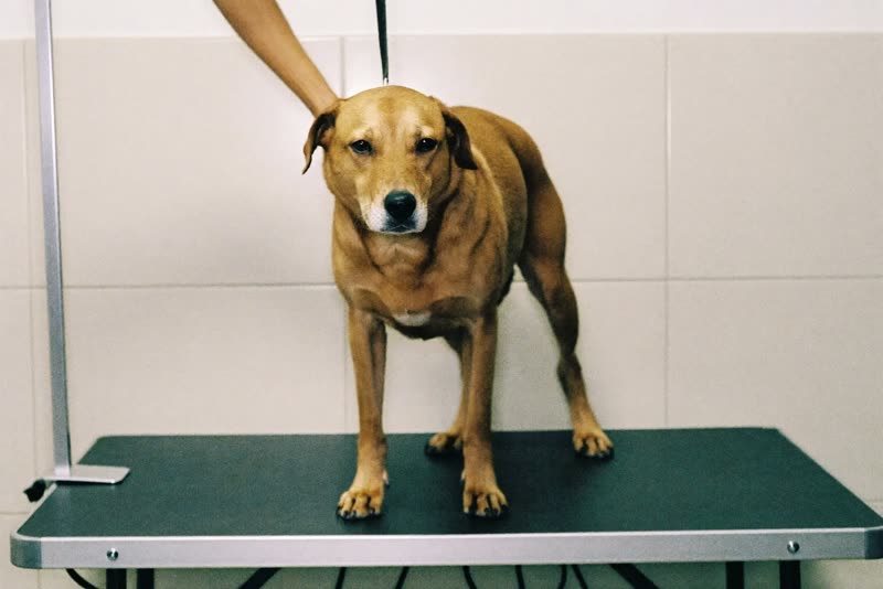 A dog standing calmly on a grooming table