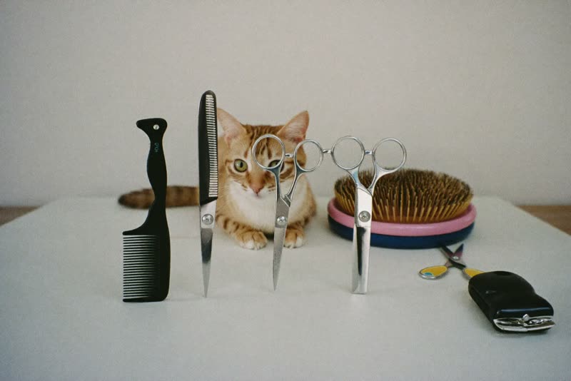 Grooming scissors, brushes and clippers laid out on a worktop