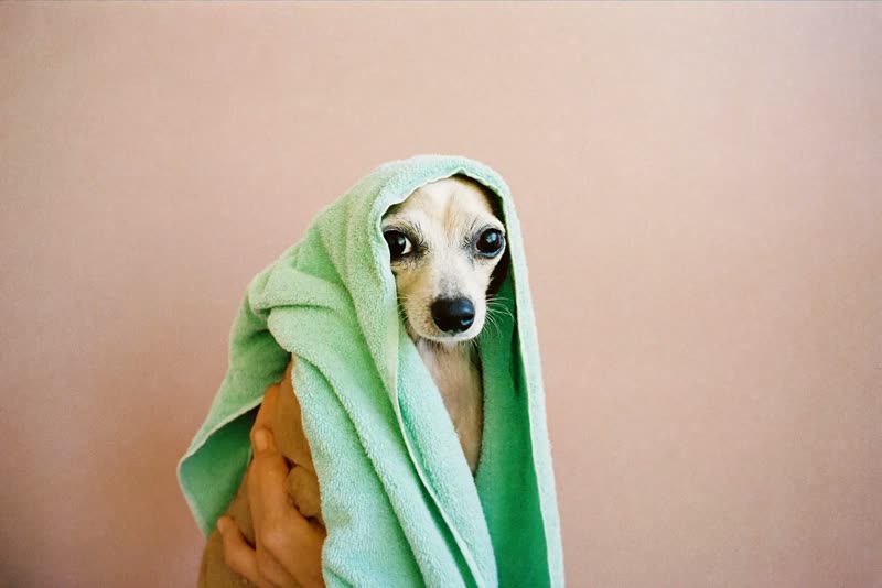 A small dog wrapped in a towel after a bath