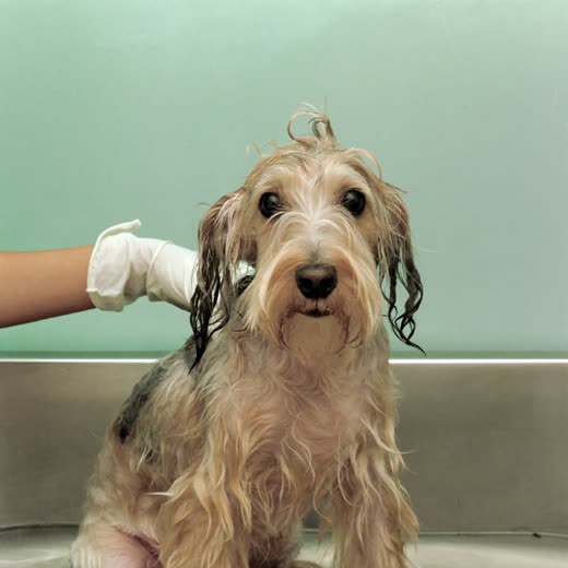 A small terrier being bathed in a grooming tub