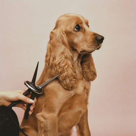 A spaniel being clipped with grooming clippers