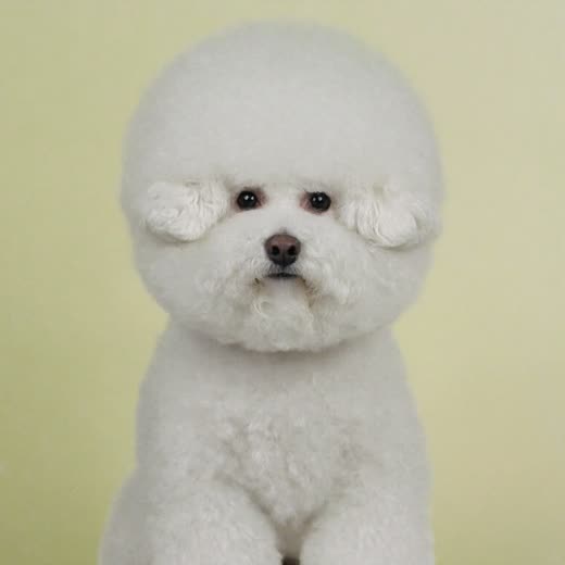 A bichon frise with a freshly finished fluffy white coat