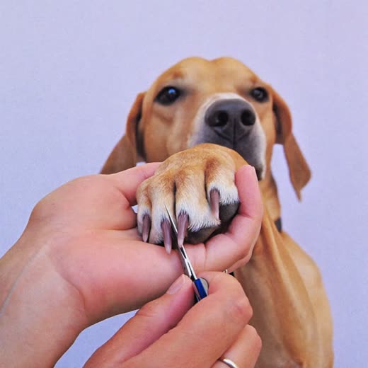 A dog's paw having its nails trimmed